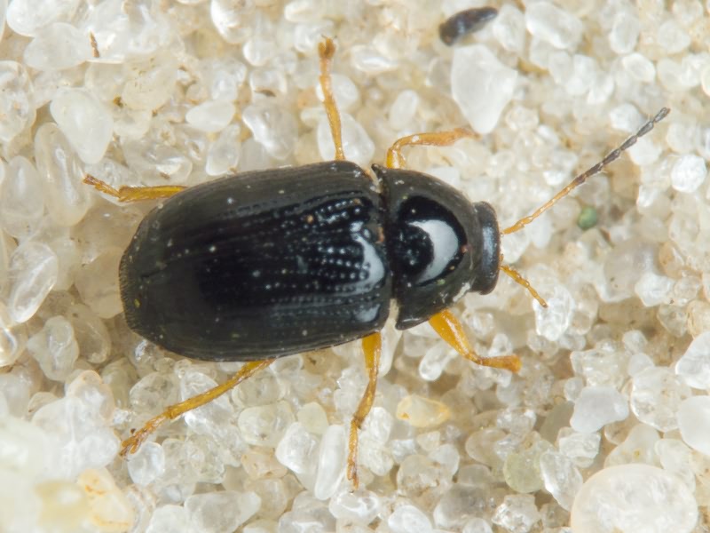 Cryptocephalus (Burlinius) ocellatus Drapiez, 1819